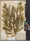 Foto von Salix alba L. x Salix fragilis L.